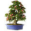 Rhododendron indicum Shin Nikko, 67 cm, ± 25 jaar oud, met een nebari van 16 cm