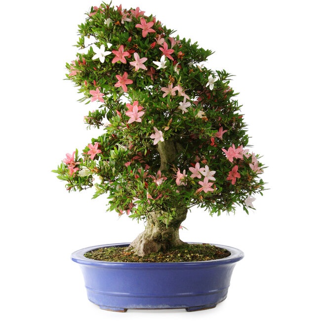 Rhododendron indicum Shin Nikko, 67 cm, ± 25 years old, with a nebari of 16 cm