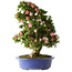 Rhododendron indicum Shin Nikko, 67 cm, ± 25 years old, with a nebari of 16 cm