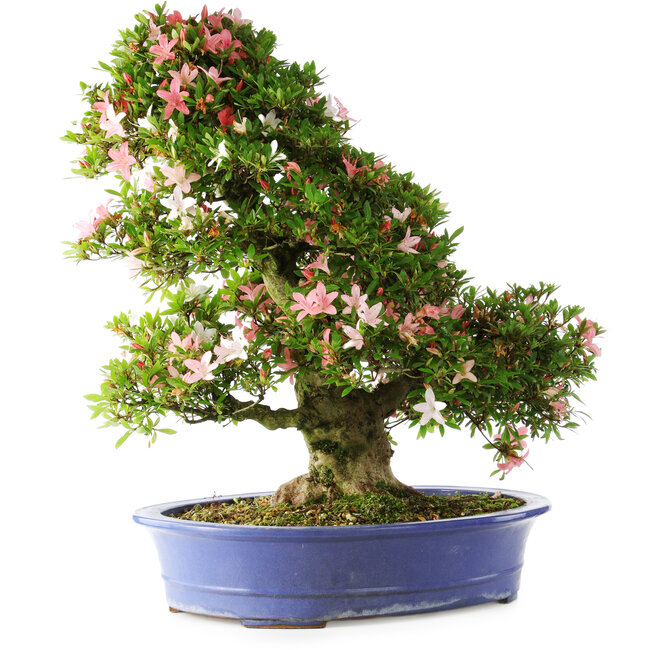 Rhododendron indicum Shin Nikko, 67 cm, ± 25 years old, with a nebari of 16 cm