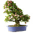 Rhododendron indicum Shin Nikko, 67 cm, ± 25 años, con un nebari de 16 cm.