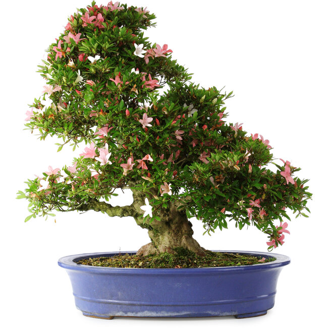 Rhododendron indicum Shin Nikko, 67 cm, ± 25 years old, with a nebari of 16 cm