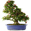 Rhododendron indicum Shin Nikko, 67 cm, ca. 25 Jahre alt, mit einem Wurzelhals von 16 cm
