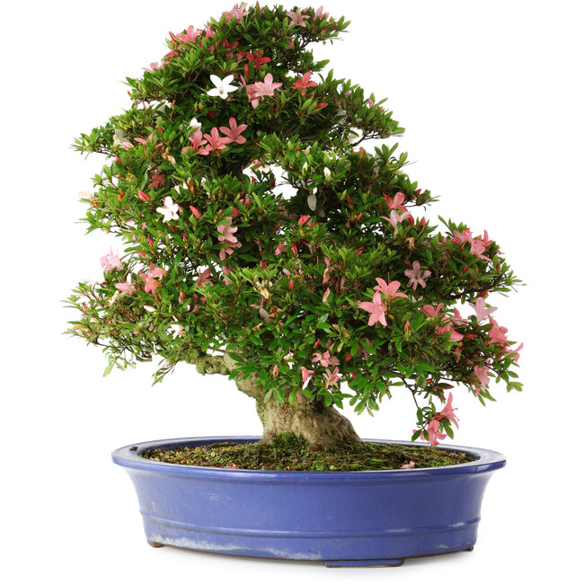 Rhododendron indicum Shin Nikko, 67 cm, ± 25 jaar oud, met een nebari van 16 cm