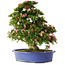 Rhododendron indicum Shin Nikko, 67 cm, ± 25 years old, with a nebari of 16 cm