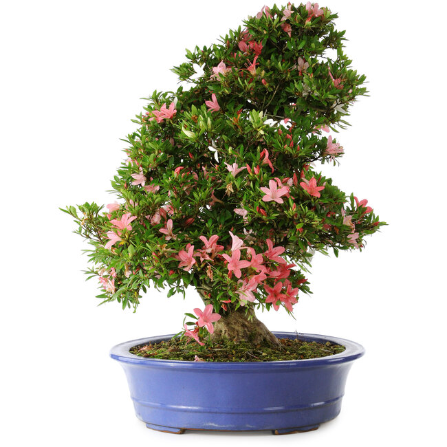 Rhododendron indicum Shin Nikko, 67 cm, ± 25 years old, with a nebari of 16 cm