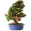 Rhododendron indicum Shin Nikko, 67 cm, ± 25 años, con un nebari de 16 cm.