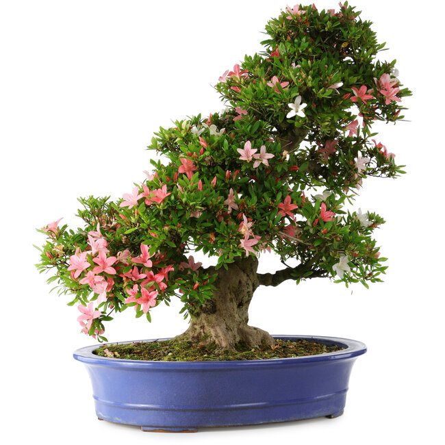 Rhododendron indicum Shin Nikko, 67 cm, ± 25 jaar oud, met een nebari van 16 cm