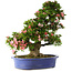 Rhododendron indicum Shin Nikko, 67 cm, ± 25 ans, avec un nebari de 16 cm