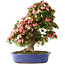 Rhododendron indicum Shin Nikko, 73 cm, ± 25 years old, with a nebari of 19 cm