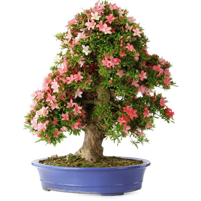 Rhododendron indicum Shin Nikko, 73 cm, ± 25 anni, con un nebari di 19 cm