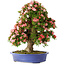 Rhododendron indicum Shin Nikko, 73 cm, ± 25 años, con un nebari de 19 cm.