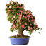 Rhododendron indicum Shin Nikko, 73 cm, ± 25 jaar oud, met een nebari van 19 cm.
