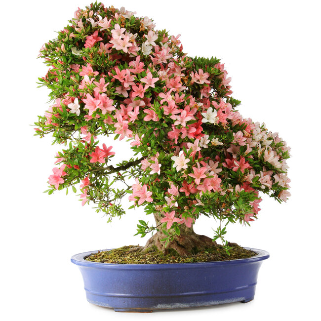 Rhododendron indicum Shin Nikko, 73 cm, ± 25 jaar oud, met een nebari van 19 cm.
