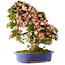 Rhododendron indicum Shin Nikko, 73 cm, ± 25 años, con un nebari de 19 cm.