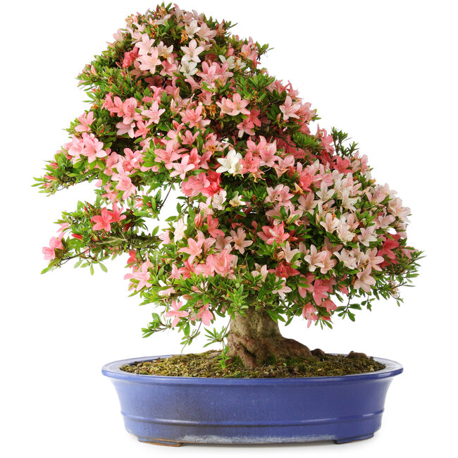 Rhododendron indicum Shin Nikko, 73 cm, ± 25 anni, con un nebari di 19 cm