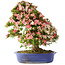 Rhododendron indicum Shin Nikko, 73 cm, ± 25 jaar oud, met een nebari van 19 cm.