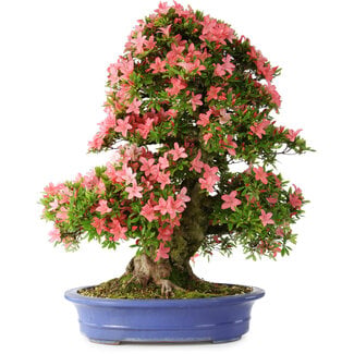 Rhododendron indicum Shin Nikko, 72 cm, ± 25 anni