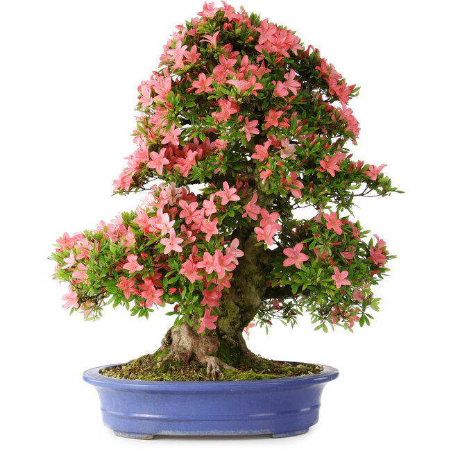 Rhododendron indicum Shin Nikko, 72 cm, ± 25 years old, with a nebari of 20 cm
