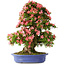 Rhododendron indicum Shin Nikko, 72 cm, ± 25 years old, with a nebari of 20 cm