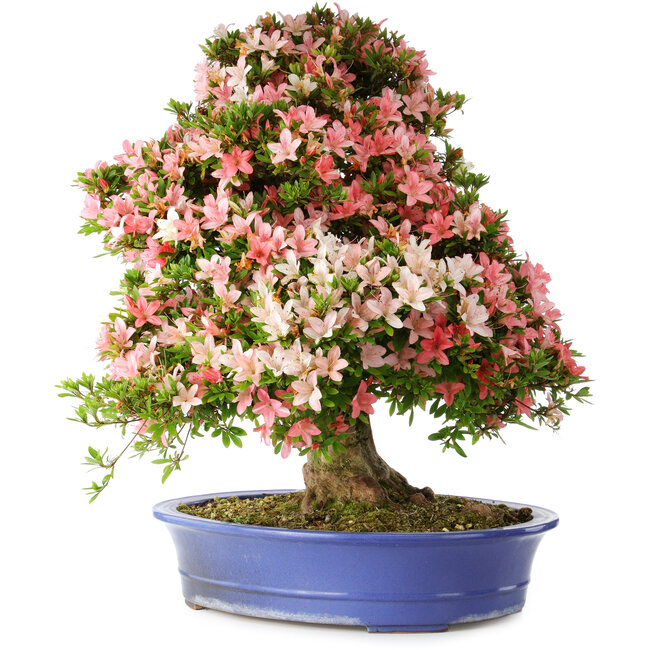 Rhododendron indicum Shin Nikko, 73 cm, ± 25 anni, con un nebari di 19 cm