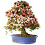 Rhododendron indicum Shin Nikko, 73 cm, ± 25 years old, with a nebari of 19 cm