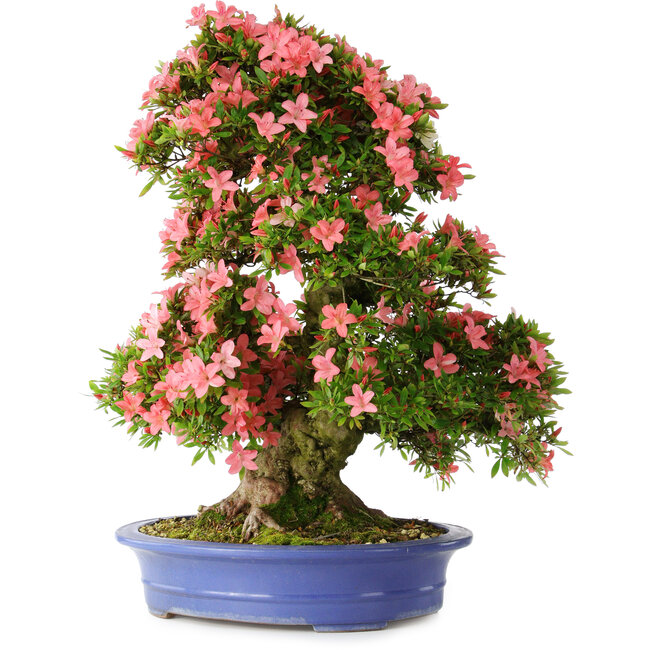 Rhododendron indicum Shin Nikko, 72 cm, ± 25 years old, with a nebari of 20 cm