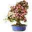 Rhododendron indicum Shin Nikko, 73 cm, ± 25 años, con un nebari de 19 cm.