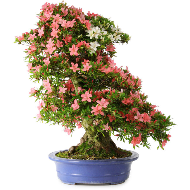 Rhododendron indicum Shin Nikko, 72 cm, ± 25 years old, with a nebari of 20 cm