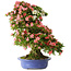 Rhododendron indicum Shin Nikko, 72 cm, ± 25 years old, with a nebari of 20 cm