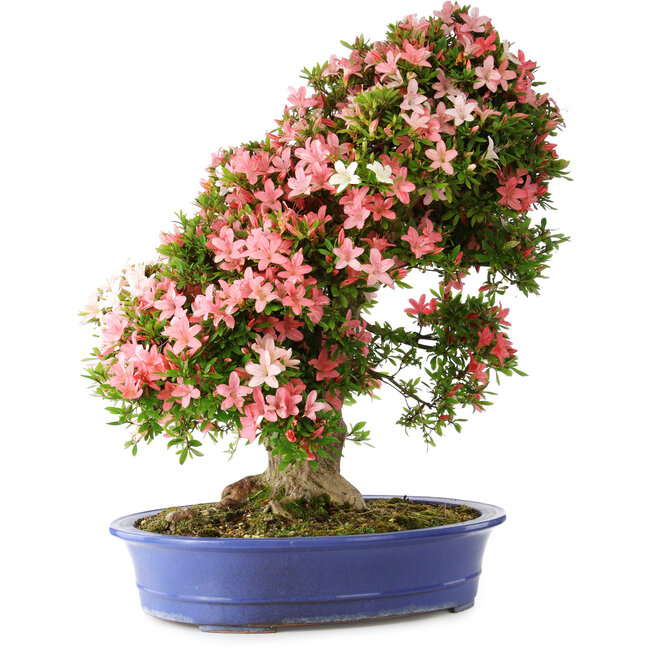 Rhododendron indicum Shin Nikko, 73 cm, ca. 25 Jahre alt, mit einem Wurzelhals von 19 cm