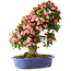 Rhododendron indicum Shin Nikko, 73 cm, ± 25 years old, with a nebari of 19 cm