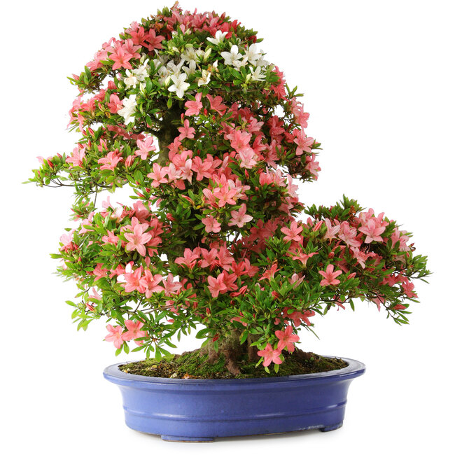 Rhododendron indicum Shin Nikko, 72 cm, ± 25 años, con un nebari de 20 cm.
