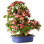 Rhododendron indicum Shin Nikko, 72 cm, ± 25 years old, with a nebari of 20 cm