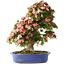 Rhododendron indicum Shin Nikko, 73 cm, ± 25 years old, with a nebari of 19 cm