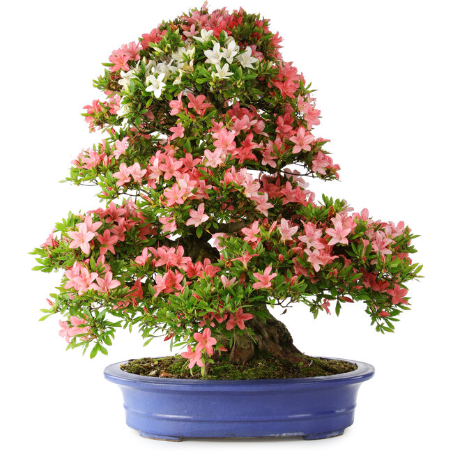 Rhododendron indicum Shin Nikko, 72 cm, ca. 25 Jahre alt, mit einem Wurzelhals von 20 cm