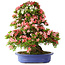 Rhododendron indicum Shin Nikko, 72 cm, ± 25 years old, with a nebari of 20 cm