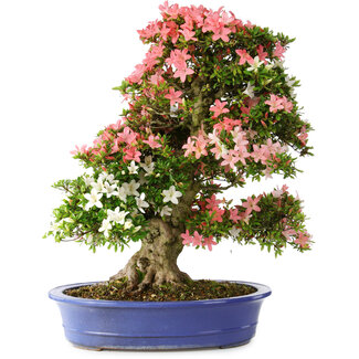 Rhododendron indicum Shin Nikko, 74 cm, ± 25 años de edad