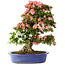 Rhododendron indicum Shin Nikko, 74 cm, ± 25 años, con un nebari de 18 cm.