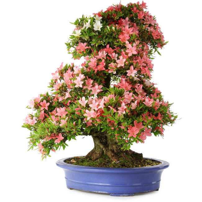 Rhododendron indicum Shin Nikko, 72 cm, ca. 25 Jahre alt, mit einem Wurzelhals von 20 cm