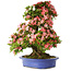 Rhododendron indicum Shin Nikko, 72 cm, ± 25 jaar oud, met een nebari van 20 cm.