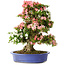 Rhododendron indicum Shin Nikko, 74 cm, ± 25 años, con un nebari de 18 cm.