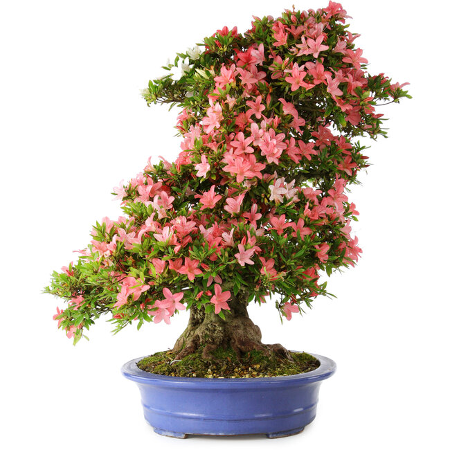 Rhododendron indicum Shin Nikko, 72 cm, ca. 25 Jahre alt, mit einem Wurzelhals von 20 cm
