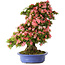 Rhododendron indicum Shin Nikko, 72 cm, ± 25 years old, with a nebari of 20 cm