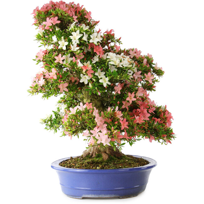 Rhododendron indicum Shin Nikko, 74 cm, ± 25 years old, with a nebari of 18 cm