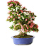 Rhododendron indicum Shin Nikko, 74 cm, ± 25 jaar oud, met een nebari van 18 cm.