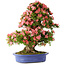 Rhododendron indicum Shin Nikko, 72 cm, ± 25 years old, with a nebari of 20 cm