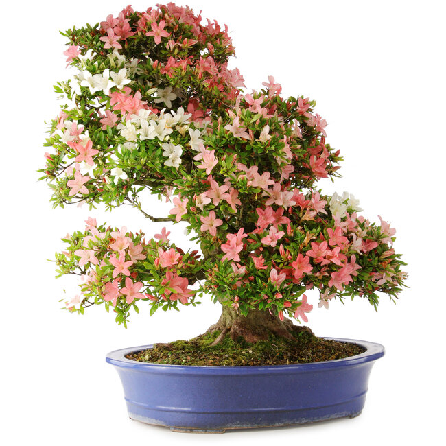 Rhododendron indicum Shin Nikko, 74 cm, ± 25 jaar oud, met een nebari van 18 cm.
