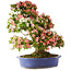 Rhododendron indicum Shin Nikko, 74 cm, ± 25 ans, avec un nebari de 18 cm