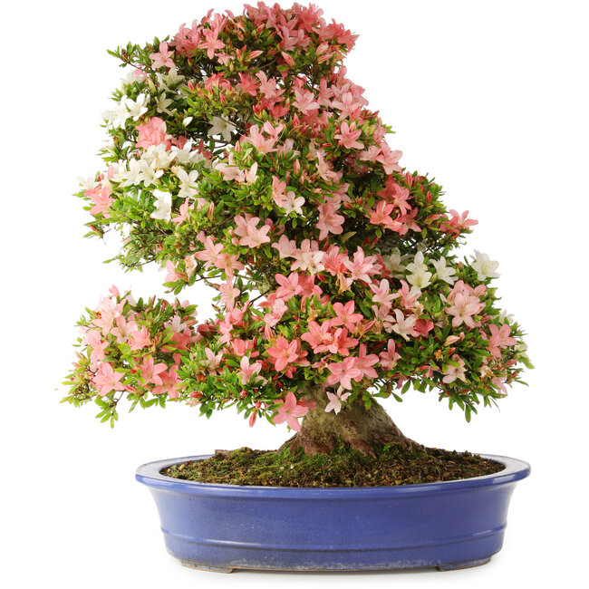 Rhododendron indicum Shin Nikko, 74 cm, ± 25 anni, con un nebari di 18 cm
